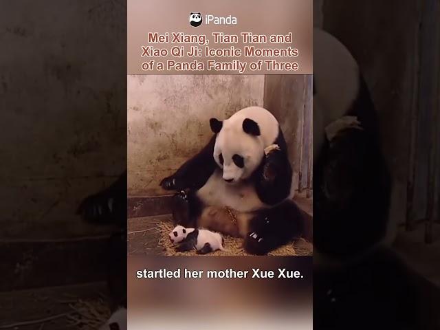 Remember The Baby Panda Sneezed And Shocked The Mom? | iPanda #shorts