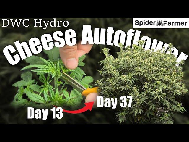 How I Grow E17- Training with Defoliation - Cheese Auto Fastbuds - Spiderfarmer SF4000 Kit