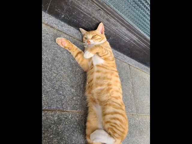 아기 길냥이 성장과정 #고양이 #cat #코숏 #치즈냥이