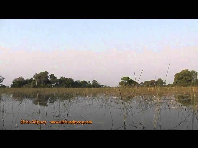 Okavango Delta -- on safari with Africa Odyssey in Okavango Delta, Botswana