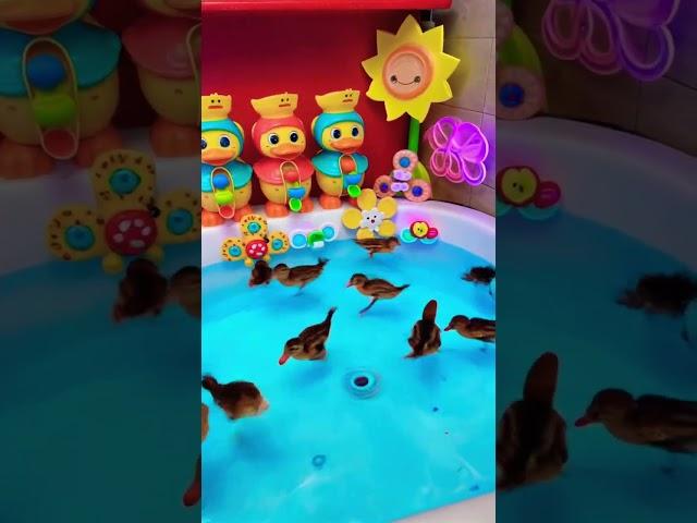 Toys Tried to Take Over… But Duck Said NO!" #duck #funny #shorts #short #yt #lol #viralvideo #song