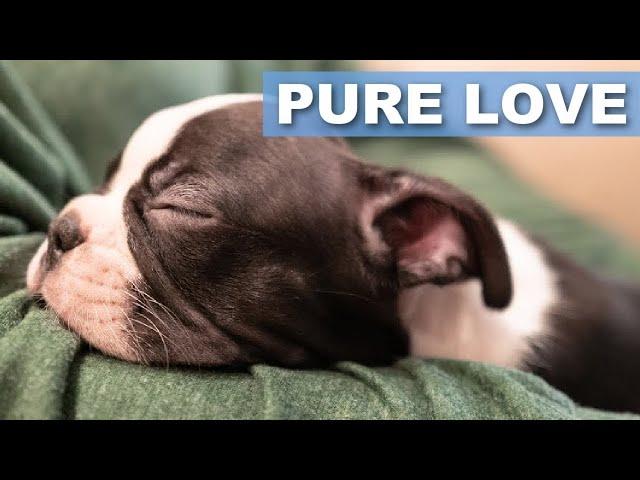 6 Signs Your Boston Terrier Loves You (Scientific + Owner Reviews)