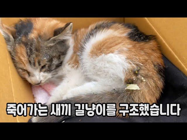 [MJ] 죽어가는 새끼 길냥이를 구조했습니다