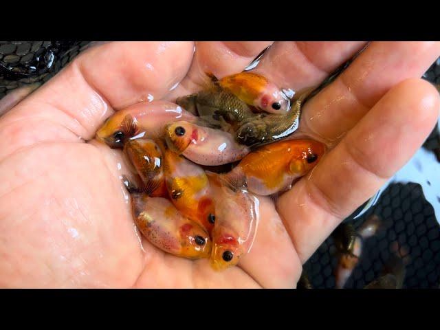 I bought 400 cute baby goldfish