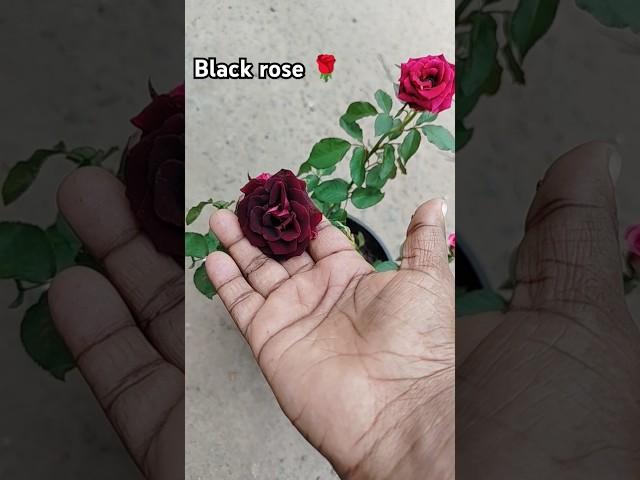 My black rose  #blackrose #floweringplants #gardening #flowers #mygarden #shorts  #youtubeshorts