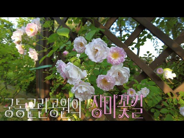 궁동근린공원의  장미꽃길  Rose Flower Road in Gungdong Neighborhood Park