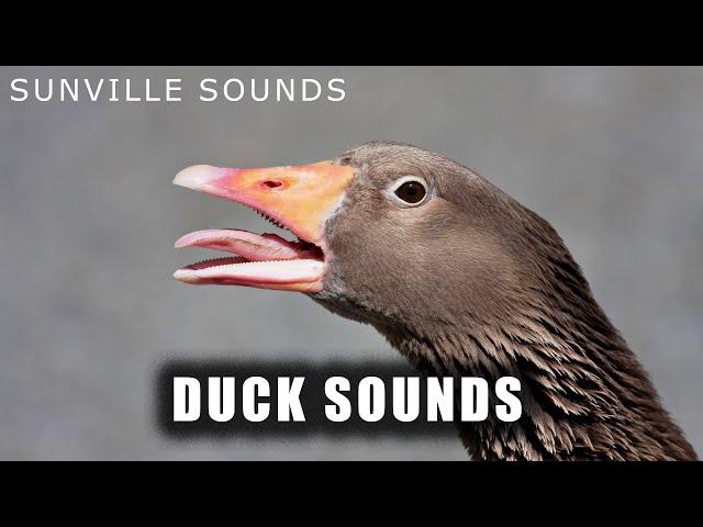 Duck Sounds | Animal Sounds with Peter Baeten