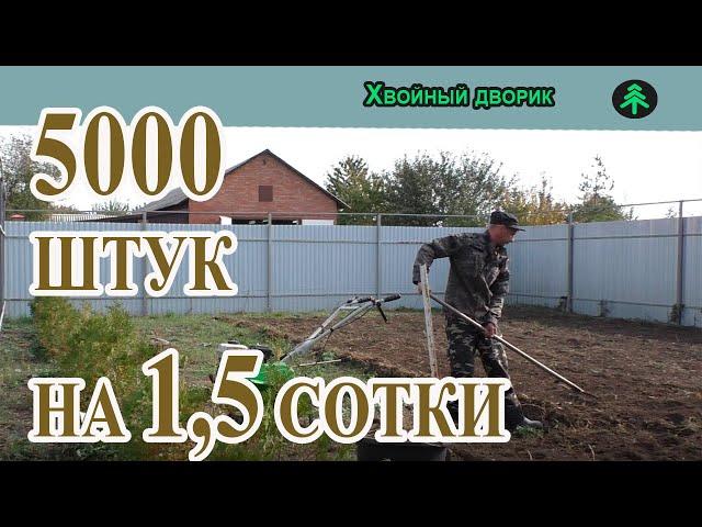 Грунт для рассаживания хвойных растений.Сколько соток земли нужно для доращивания 4-х,5-ти летки.