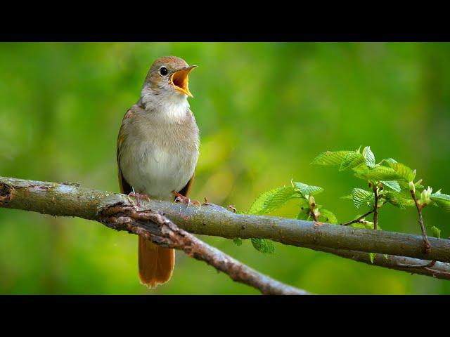 Nightingale Singing: The Best Bird Song in the World ~ Luscinia megarhynchos