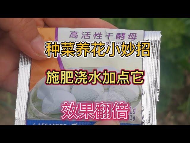 酵母粉用在種菜種花是很神奇，施肥澆水時加一點，效果不是一般好