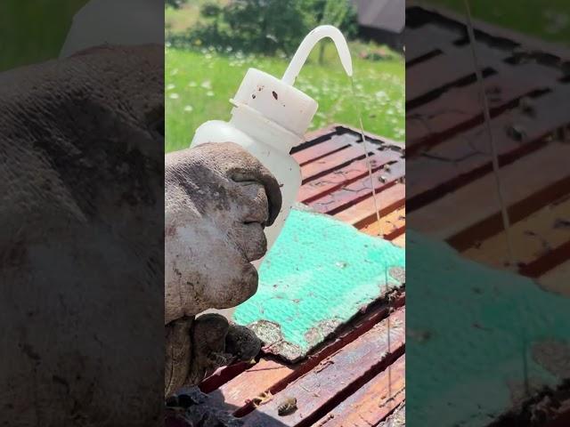 Treatment of Bees With Formic Acid 