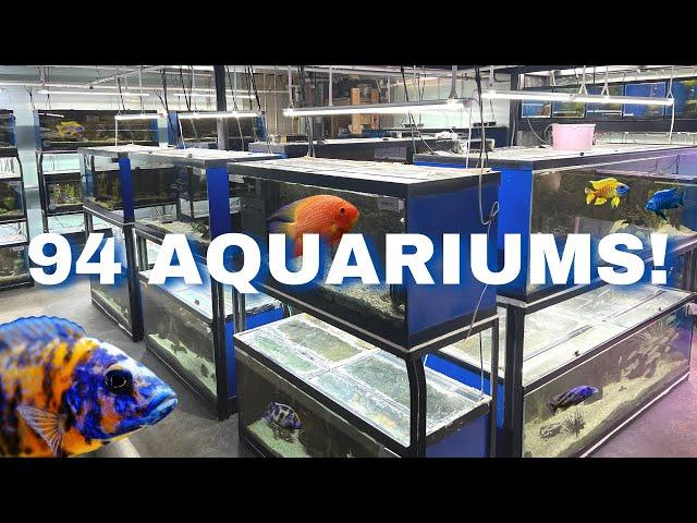 Nearly 100 Cichlid Tanks in this INCREDIBLE FISH ROOM (Private Tour)