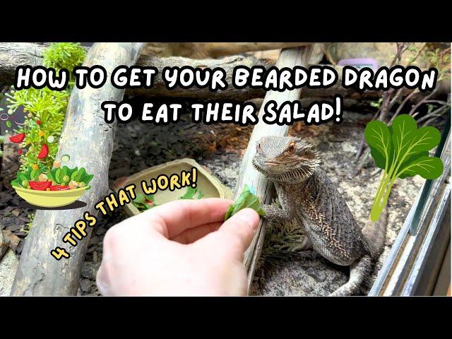 4 Tips To Get Your Bearded Dragon To Eat Salad