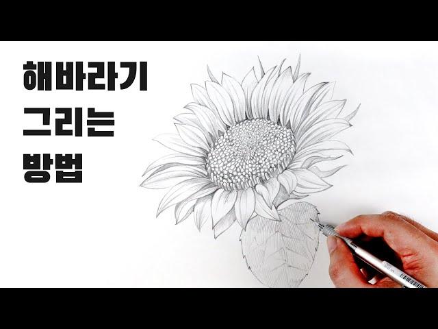 Sunflower Pencil Sketch