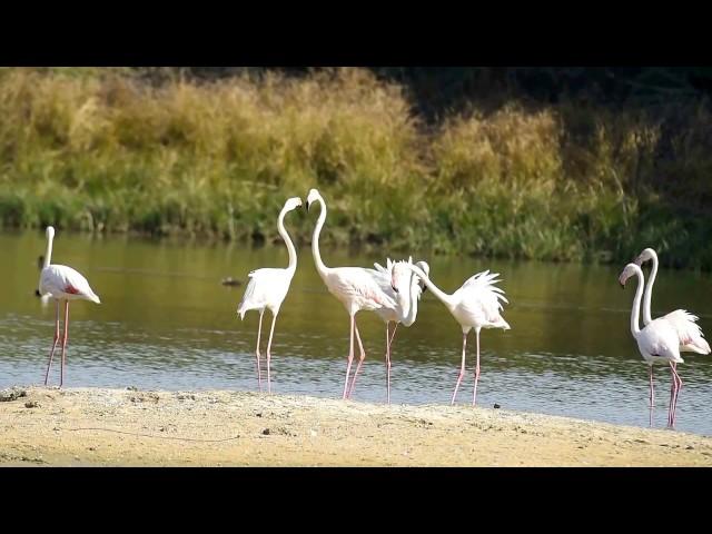 greater flamingo behavior