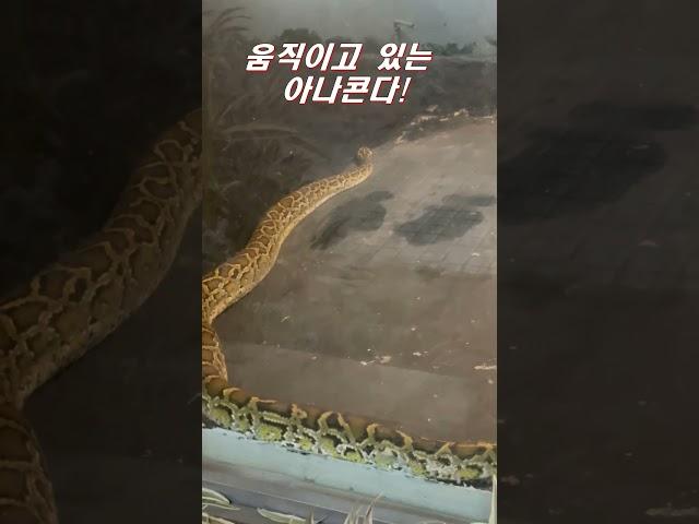 움직이는 아나콘다 #shorts #snake