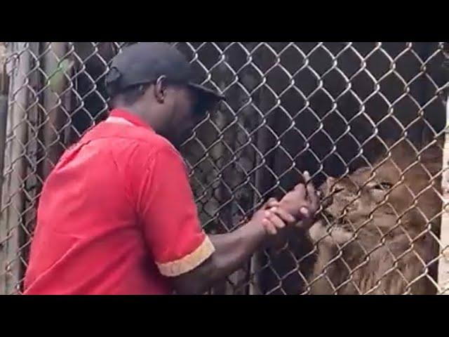 Zoo Attendant’s Finger Bitten Off By Lion|| where Is The Joke?