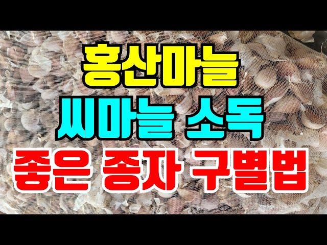 마늘소독할때 두가지 넣어야 합니다. 홍산마늘 좋은 씨종자 구별하는 방법