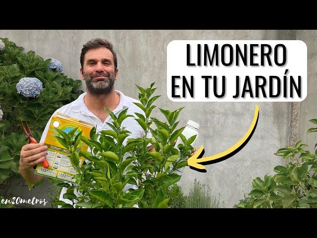 CÓMO CULTIVAR UN LIMONERO EN TU JARDÍN: dará fruta, cómo podar, cómo regar? || en20metros