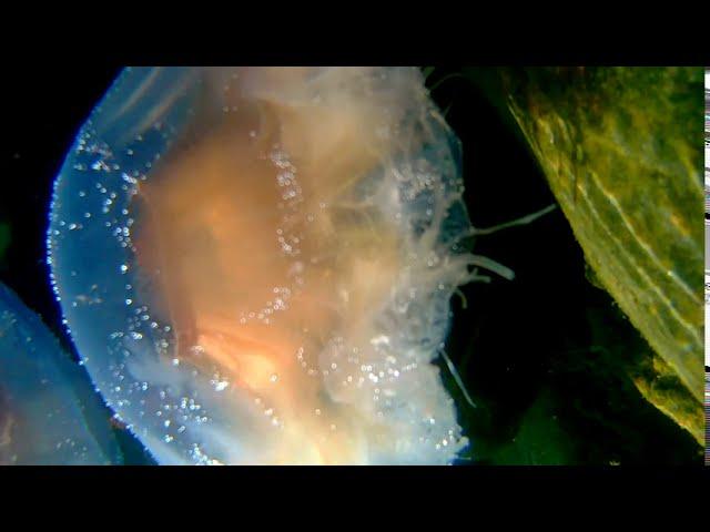 Lion's Mane Jellyfish - Exploration