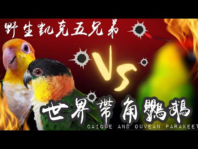 【屈原五洲之行】野生凱克五兄弟遇上世界帶角鸚鵡Caique and Ouvean Parakeet