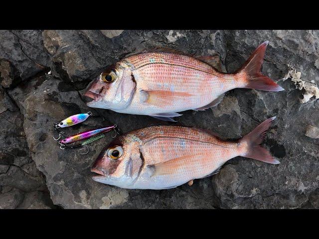 Light shore jigging - Red Porgy on Duo Drag Metal Cast jigs