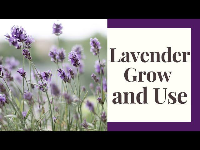 Lavender: How To Grow Outdoors or Indoors