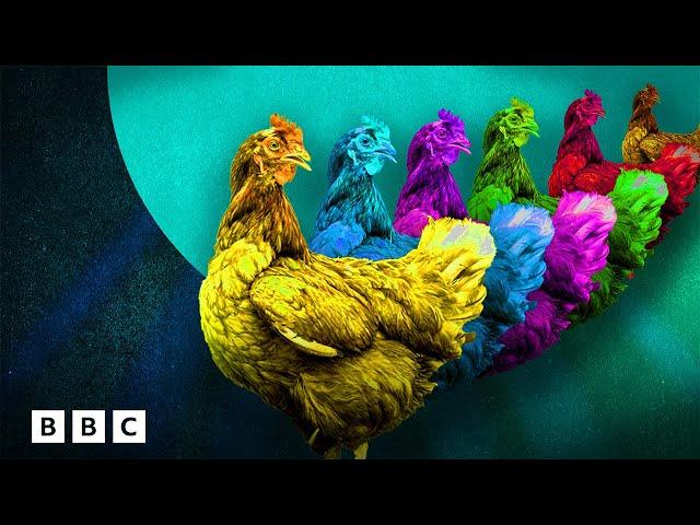 The mistake that changed chickens forever | BBC Global