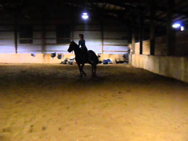 Way to Go Lo- 16.3 hand OTTB Mare for Sale- 12-16-2014