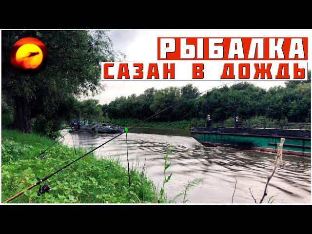 ЧТО ПРОИСХОДИТ ВООБЩЕ? / РЫБАЛКА НА САЗАНА ВО ВРЕМЯ ДОЖДЯ