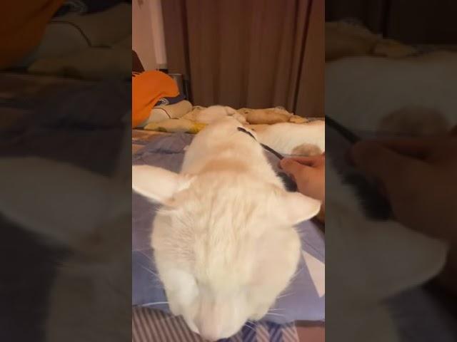 Apple cat sleeps as chinese man sings to him [FULL VIDEO]