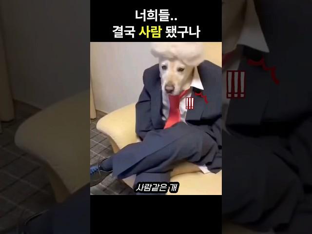 개 얼굴에 사람옷을 입은 댕댕이들