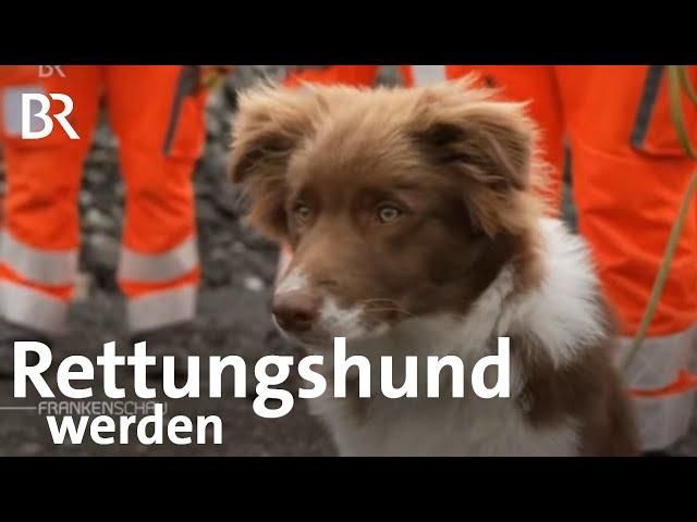 Tierische Spürnasen: Suchhunde des BRK | Bayerisches Rotes Kreuz | Frankenschau | BR