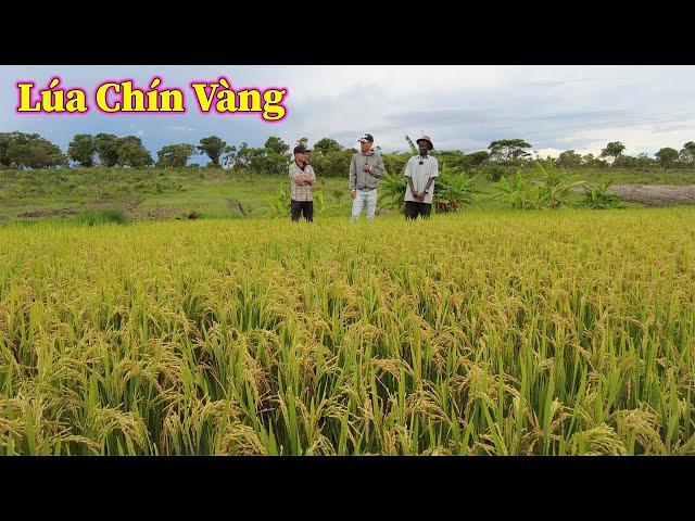 Linh Philip || Cánh Đồng Lúa Chín Vàng Hứa Hẹn Ấm No Cho Người Dân Tại Angola