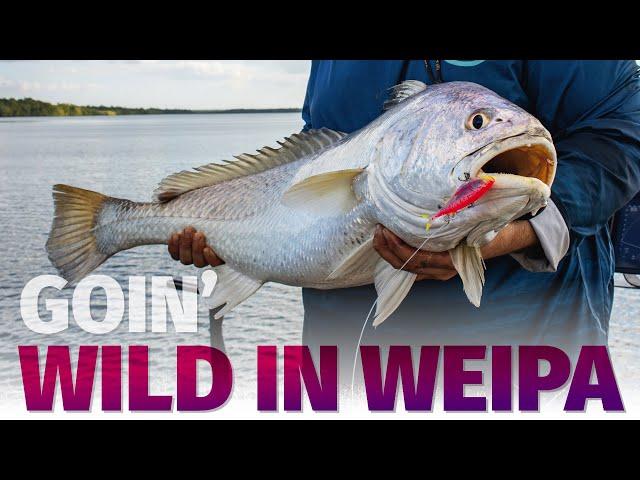Weipa Fishing Adventure Day 2 - Barramundi, Threadfin Salmon and Big Black Jewfish.