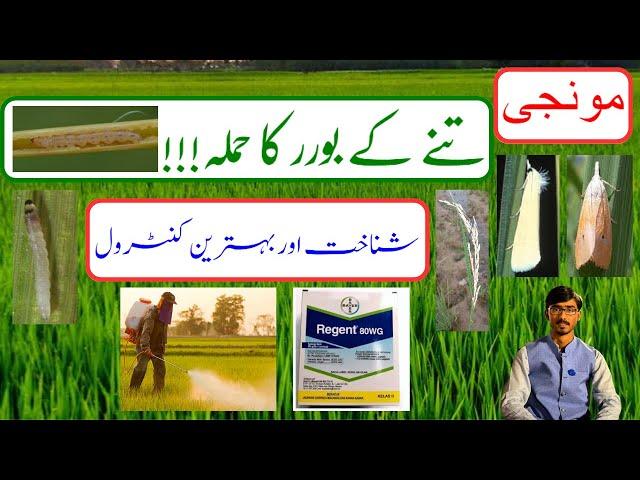 How to control stem borer (sundi) in paddy field || How to use danedar zair in rice || Kisan Talks