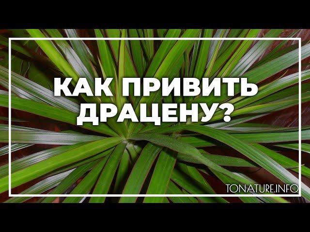 Как привить драцену? | toNature.Info