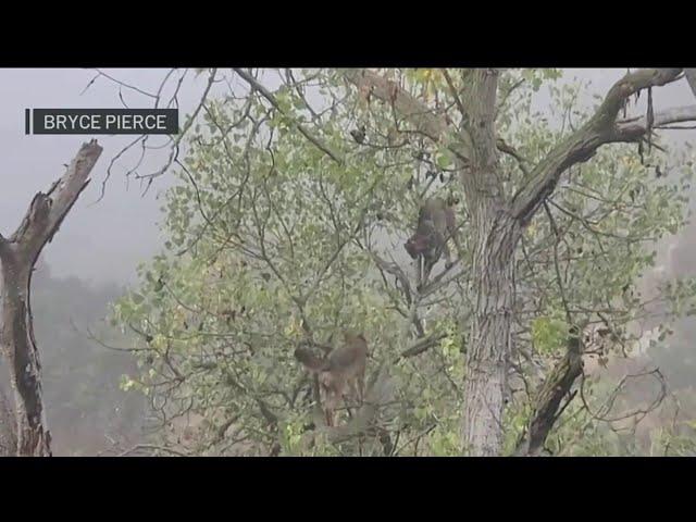 WATCH: Coyote climbs tree in pursuit bobcat at San Diego's Mission Trails Regional Park | NBC 7