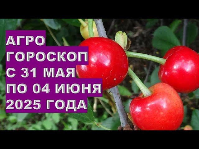 Какие важные дела на огороде и в саду нужно провести с 31 мая по 04 июня 2025?