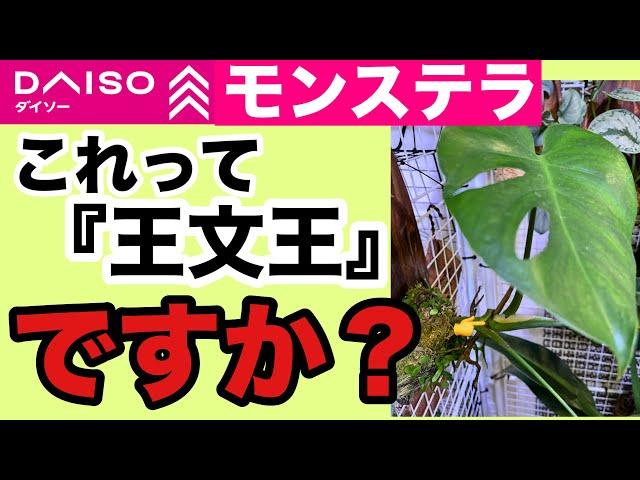 ダイソー観葉植物【100円モンステラ】これって『︎』ですか？