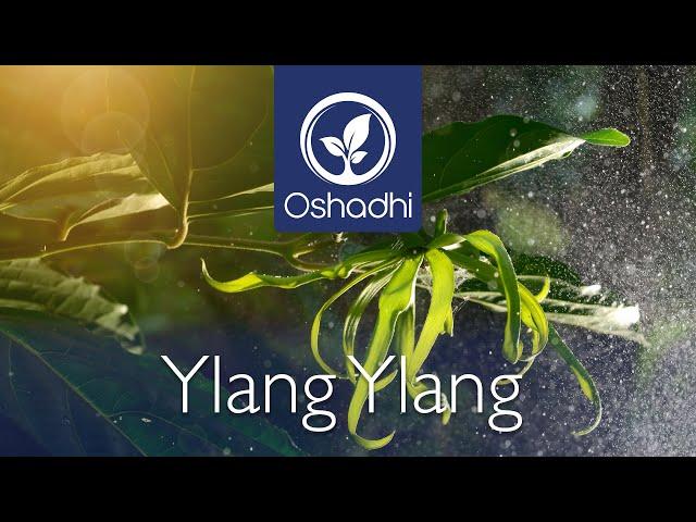 Ylang Ylang (Cananga odorata) | Essential-Oil-Plant Portrait by Dr. Malte Hozzel