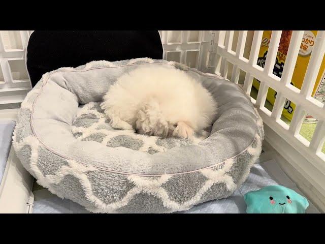 【子犬お迎え】家族が増えました＃ビションフリーゼ＃子犬＃Vlog