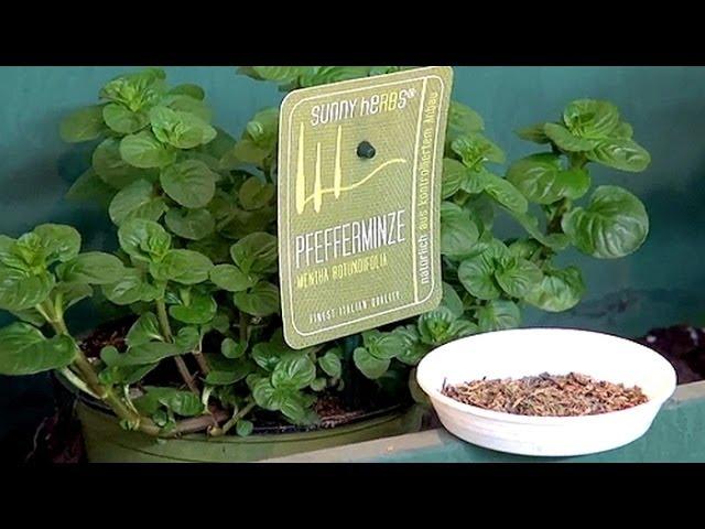 Kräuter in die Küche ! (Kräuter-Tipps für Gartenfreunde )