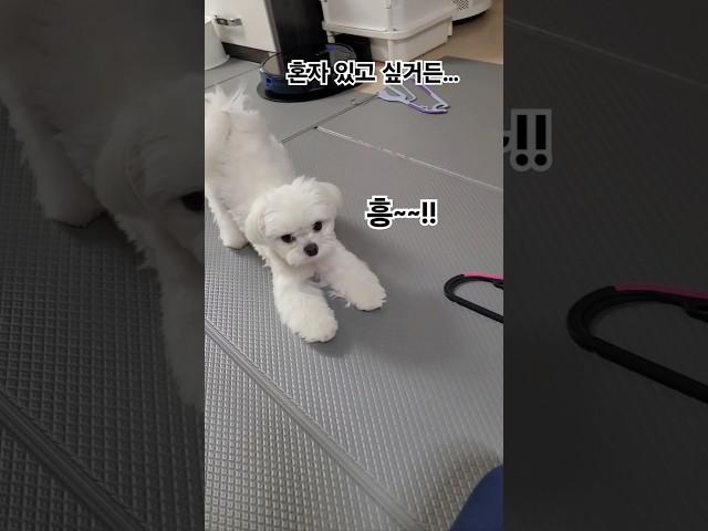 삐져서 콧방귀 뀌는 귀여운 말티즈~~~ #말티즈 #개도도 #삐진강아지