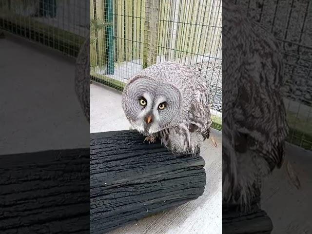 Curious Great Grey/Gray Owl #shorts #birds #owl #curiosity