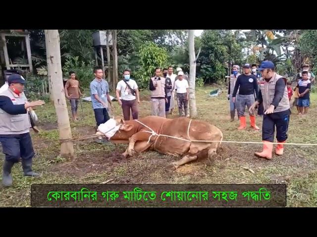 কোরবানির গরু মাটিতে শোয়ানোর সহজ পদ্ধতি