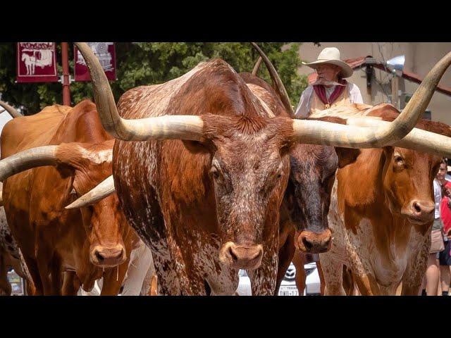 The Fort Worth Stockyards Cattle Drive