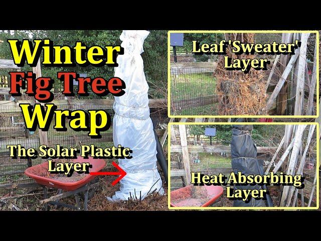 Fig Tree Wrapping for Winter Protection (The Three Layer Wrap Method)