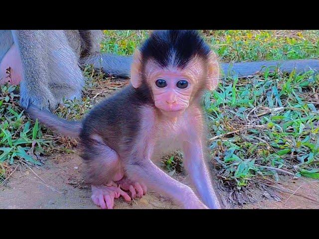 Monkey Dee Dee Getting Dizzy While Her Beautiful Newborn Devi Tricking Se-riou-sly