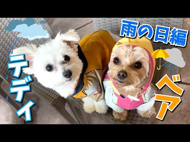 【愛犬】カッパを着たテディベアは雨の日対策バッチリ‼︎